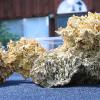 25-oz. crystalline pocket gold specimen - 