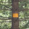 All of the unpatented mining claims within the Liberty Mines Group are marked with Federal Mining Claim signs. These orange and black signs are posted on the road network and are placed on large trees bordering the roads. The signs are posted in plain sight and in obvious and visible areas. 