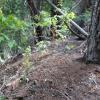 A group of pine trees are seen growing out of an old tailing pile at the Golden & Eveleth Mine.