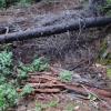 An old pit at the Stevens & Hughes Mine in L-7. This area is covered in tailing piles and at one time had a very organized network of trails.