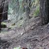 This is barely visible in the photo, but this was a very defined road or trail that ran along the side of the mountain towards the Stevens & Hughes Mine.