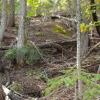 This ditch runs for 1,000 feet up the mountain and has signs of workings on both sides at the Peters Mine in L-6.