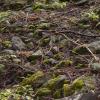 When attempting to discover mining areas, sometimes it's best to walk uphill towards a suspected area. Many times you will come across tailing dumps and mine waste piles that were discarded downhill from the mines. This photo was taken near the Hickey Mine.