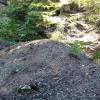 A familiar site in this gold bearing region... tailing piles at 3,000 feet elevation (Jumbo Mine).