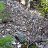 a very large tailing pile with tons of crushed quartz in it at the White Elephant Mine.