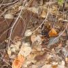 Another 100 year old chunk of iron lying on the ground at the Scott Bar Mines area. 