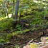 Looking up a gulch at exposed quartz, tailing piles, and the large stumps of felled trees. Tell tale signs of serious mining activity are all around. 