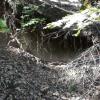 A caved in tunnel at the Wilson Mine. This mine site has many shafts, adits, and tunnels, many of which are not caved in.