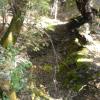 An old road bed heading from the Roberts Mine to the Wilson Mine is bordered by remnants of crushed ore. 

